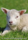 ansichtkaart lammetje (0038) ansichtkaart lammetje (0038)
