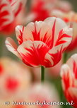 ansichtkaart rode tulp (0045) ansichtkaart rode tulp (0045)