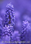 ansichtkaart Blauwe druifjes (0048) ansichtkaart Blauwe druifjes (0048)