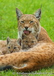 ansichtkaart Lynx (0057) ansichtkaart Lynx (0057)