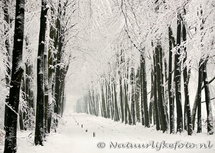 ansichtkaart winter laantje op de Veluwe (0085) ansichtkaart winter laantje op de Veluwe (0085)