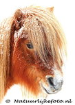 ansichtkaart Shetland pony in sneeuw (0095) ansichtkaart Shetland pony in sneeuw (0095)