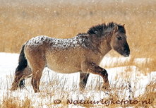 ansichtkaart Konik paard in de sneeuw (0096) ansichtkaart Konik paard in de sneeuw (0096)