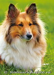 ansichtkaart Shetland Sheepdog (0108) ansichtkaart Shetland Sheepdog (0108)