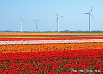 ansichtkaart tulpenveld met windmolens (0158) ansichtkaart tulpenveld met windmolens (0158)