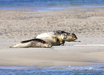 ansichtkaart zeehonden (0165) ansichtkaart zeehonden (0165)