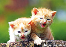 ansichtkaart kittens (0193) ansichtkaart kittens (0193)