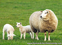 ansichtkaart schaap met lammetjes (0238) ansichtkaart schaap met lammetjes (0238)