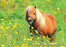 ansichtkaart Shetlandpony (0249) ansichtkaart Shetlandpony (0249)