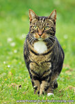 ansichtkaart poes (0271) ansichtkaart poes (0271)