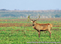 ansichtkaart edelhert in de Oostvaardersplassen (0280) ansichtkaart edelhert in de Oostvaardersplassen (0280)