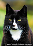 ansichtkaart kater Joep (0305) ansichtkaart kater Joep (0305)