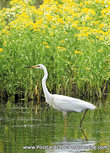 ansichtkaart grote zilverreiger (0358) ansichtkaart grote zilverreiger (0358)