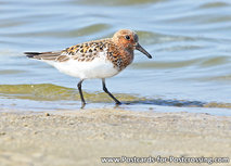 ansichtkaart kleine strandloper (0374) ansichtkaart kleine strandloper (0374)