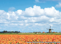 ansichtkaart tulpenveld met molen (0381) ansichtkaart tulpenveld met molen (0381)