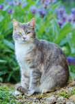 ansichtkaart poes met bloemen (0395) ansichtkaart poes met bloemen (0395)