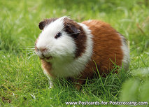 ansichtkaart cavia (0420) ansichtkaart cavia (0420)