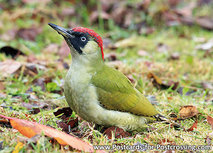 ansichtkaart groene specht (0495) ansichtkaart groene specht (0495)