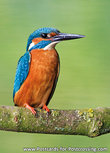 ansichtkaart ijsvogel op een takje (0533) ansichtkaart ijsvogel op een takje (0533)