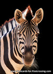 ansichtkaart zebra (0539) ansichtkaart zebra (0539)