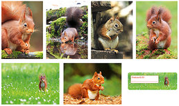 Kaartenset eekhoorns + ID-stickers (set nr. 79) Kaartenset eekhoorns + ID-stickers (set nr. 79)