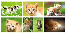 katten kaarten set (nr. 49) katten kaarten set (nr. 49)