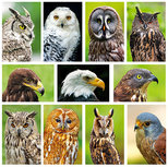 Roofvogel kaarten set (set nr. 43) Roofvogel kaarten set (set nr. 43)