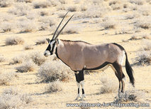 ansichtkaart spiesbok (AF009) ansichtkaart spiesbok (AF009)