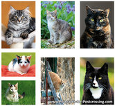 katten ansichtkaartenset (set nr. 89) katten ansichtkaartenset (set nr. 89)