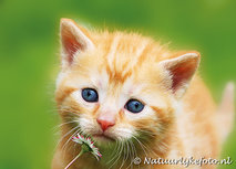 ansichtkaart poes met madeliefje (0141) ansichtkaart poes met madeliefje (0141)