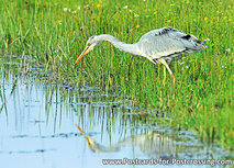 ansichtkaart Blauwe reiger (0110) ansichtkaart Blauwe reiger (0110)
