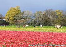 ansichtkaart tulpenveld met koeien (0384) ansichtkaart tulpenveld met koeien (0384)