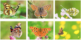 Vlinder ansichtkaarten set (set nr. 70) Vlinder ansichtkaarten set (set nr. 70)