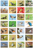 Beloningsstickers vogels - 28 stickers op een vel (SV009) Beloningsstickers vogels - 28 stickers op een vel (SV009)