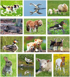 dieren kaarten set (nr. 75) dieren kaarten set (nr. 75)