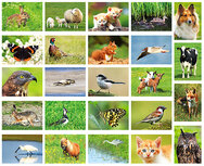 dieren kaarten set (nr. 42) dieren kaarten set (nr. 42)