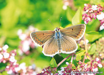 ansichtkaart bruin blauwtje (0588) ansichtkaart bruin blauwtje (0588)