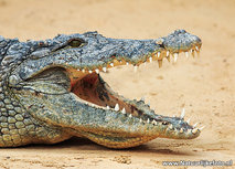 ansichtkaart krokodil (0594) ansichtkaart krokodil (0594)