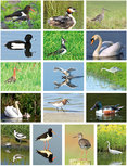 Vogel kaarten set (set nr. 72) Vogel kaarten set (set nr. 72)