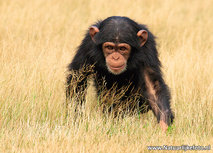 ansichtkaart chimpansee (0596) ansichtkaart chimpansee (0596)