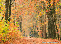 ansichtkaart herfstlaantje met wandelaar met hond (0610) ansichtkaart herfstlaantje met wandelaar met hond (0610)