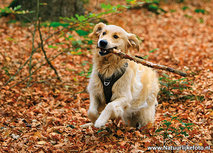 ansichtkaart golden retriever hond (0611) ansichtkaart golden retriever hond (0611)