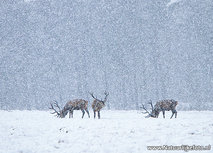 ansichtkaart edelherten in de sneeuw (0627) ansichtkaart edelherten in de sneeuw (0627)