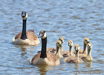 ansichtkaart Canadese ganzen (0635) ansichtkaart Canadese ganzen (0635)