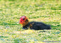 ansichtkaart jonge meerkoet (0636) ansichtkaart jonge meerkoet (0636)