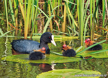 ansichtkaart meerkoet met jongen (0632) ansichtkaart meerkoet met jongen (0632)