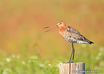 ansichtkaart nationale vogel - grutto (0639) ansichtkaart nationale vogel - grutto (0639)