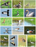 Vogel kaarten set (set nr. 72) Vogel kaarten set (set nr. 72)
