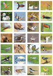 Beloningsstickers vogels - 28 stickers op een vel (SV018) Beloningsstickers vogels - 28 stickers op een vel (SV018)