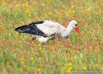 ansichtkaart ooievaar (0648) ansichtkaart ooievaar (0648)